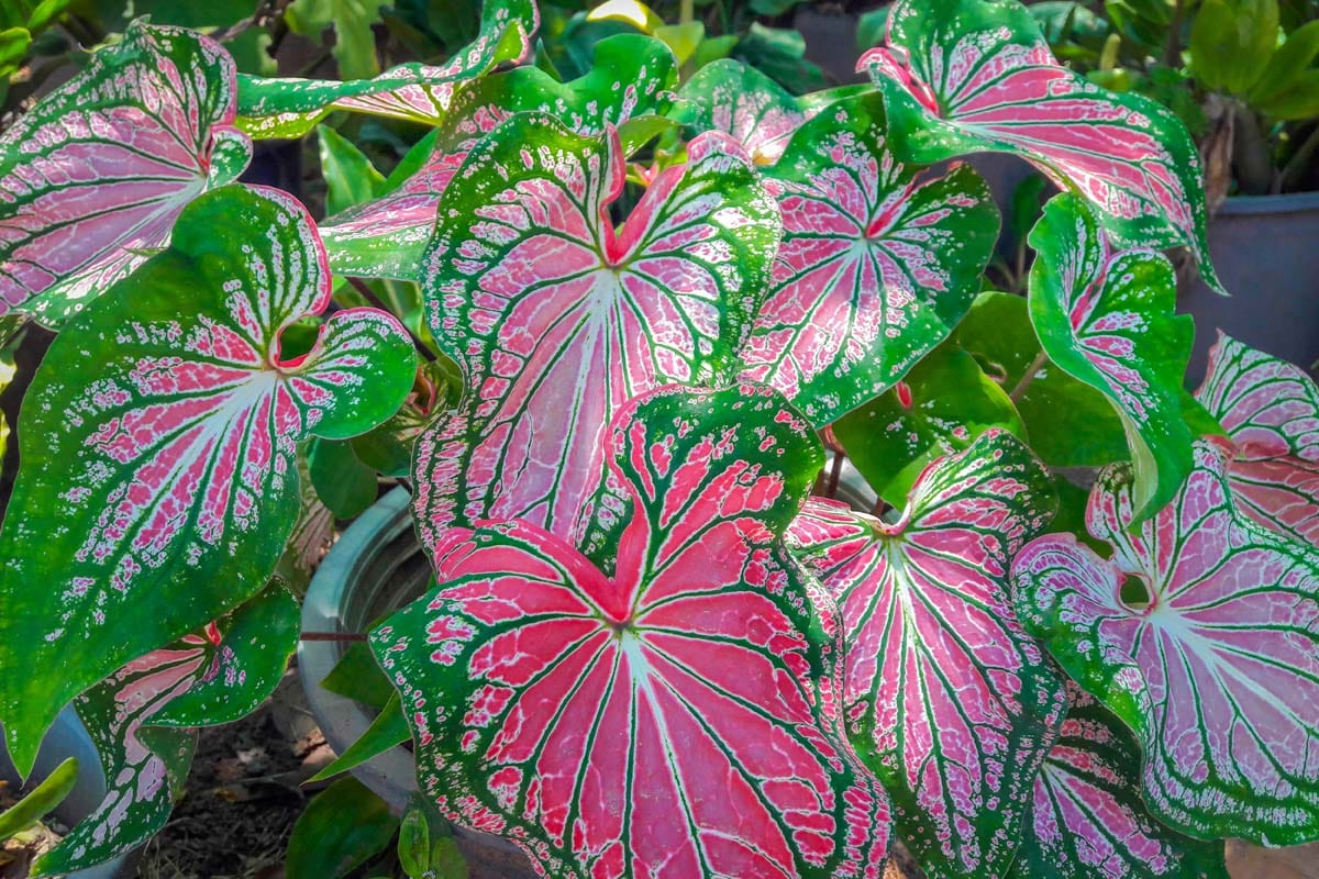 Caladium Bild 6