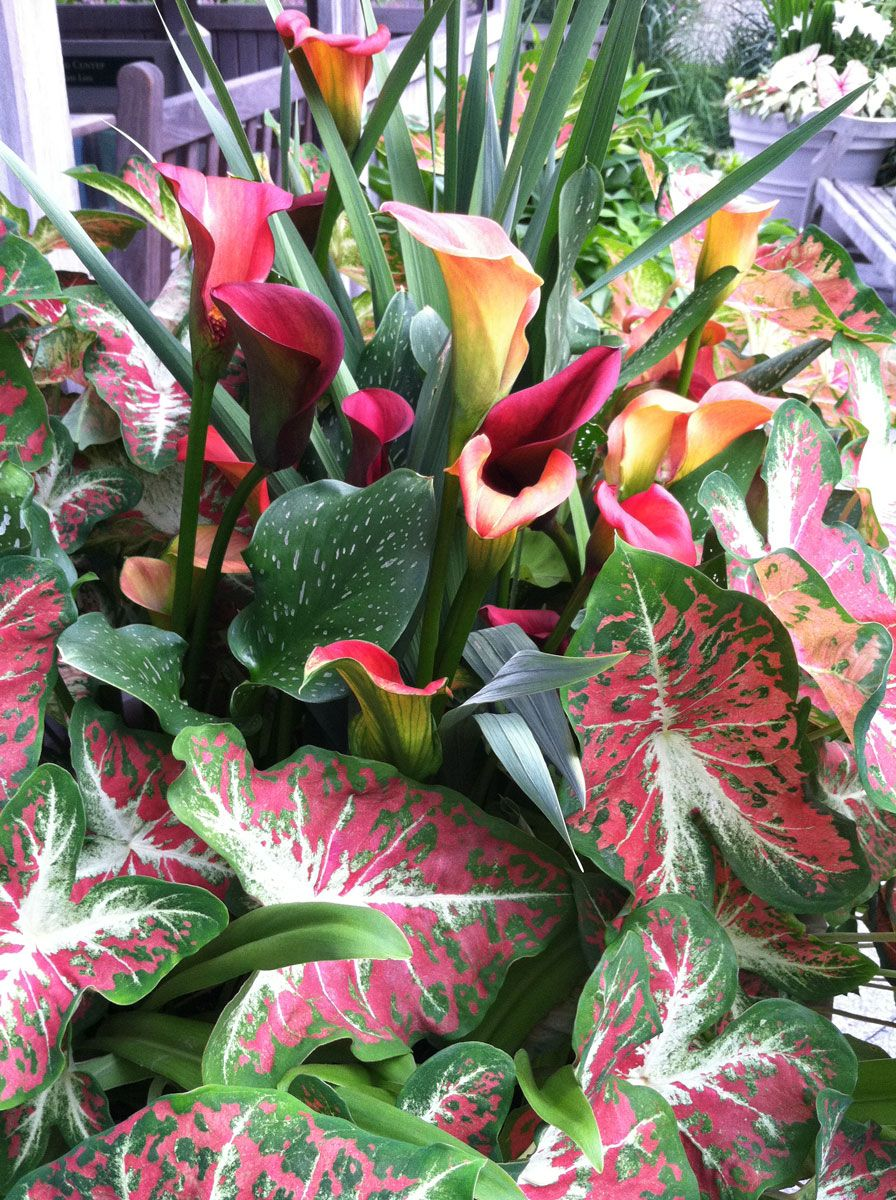 Caladium Bild 3