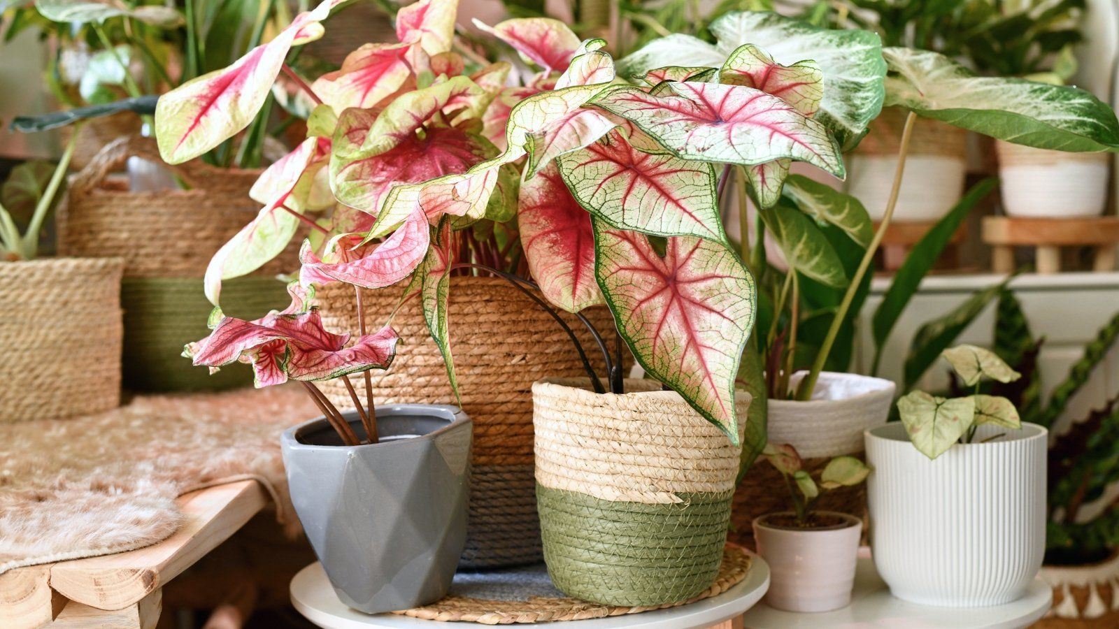 Caladium
