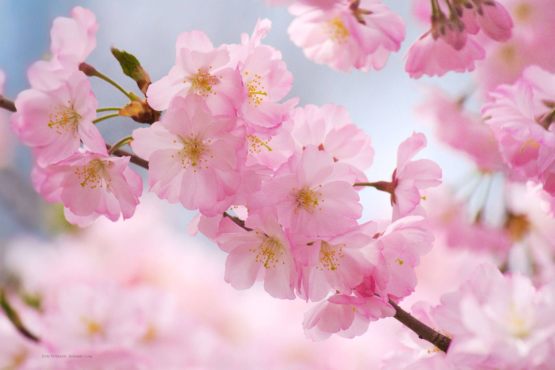 Cherry Blossom تصویر 5