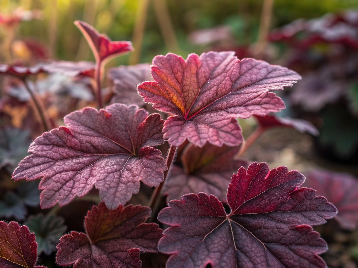 Coral Bells imagen 5