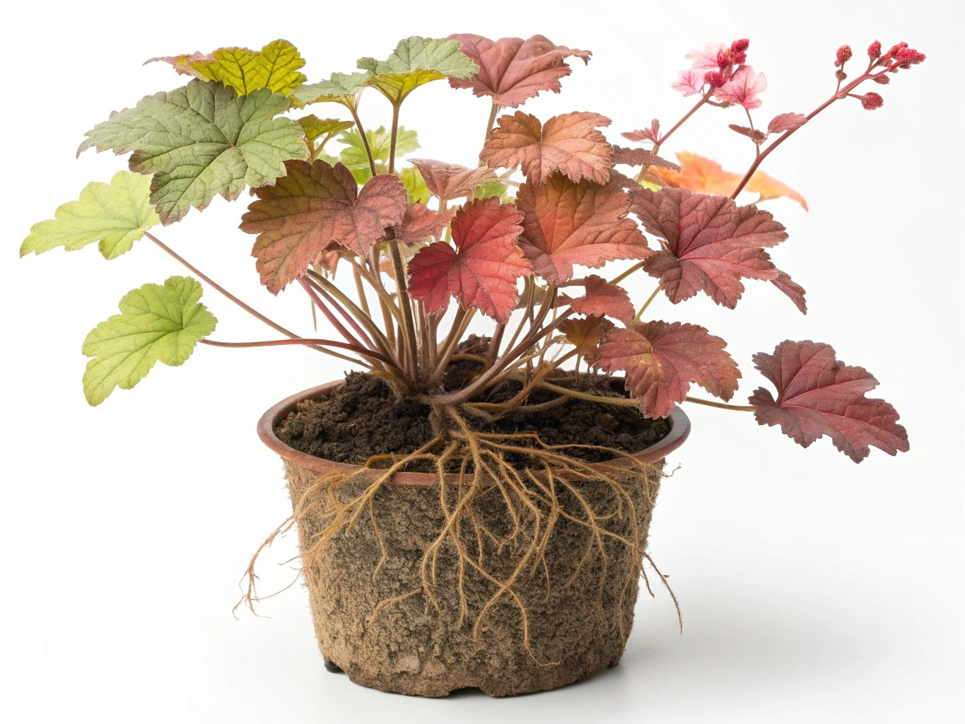 Coral Bells imagen 7