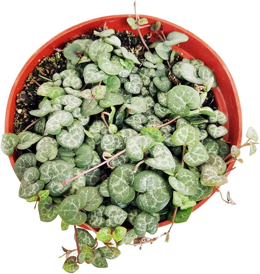 String of Hearts imagen 7