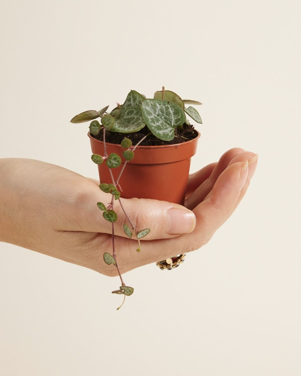 String of Hearts imagen 5