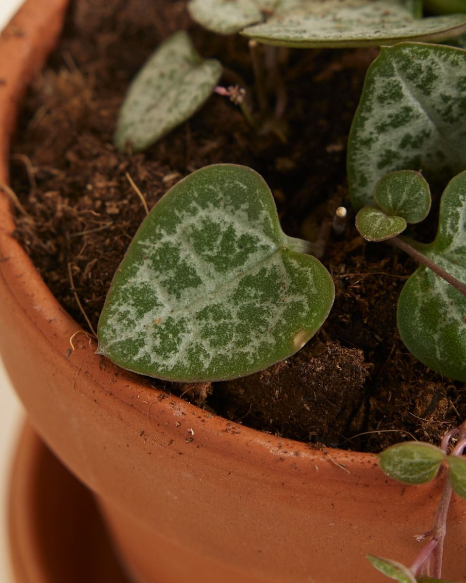 String of Hearts imagen 6