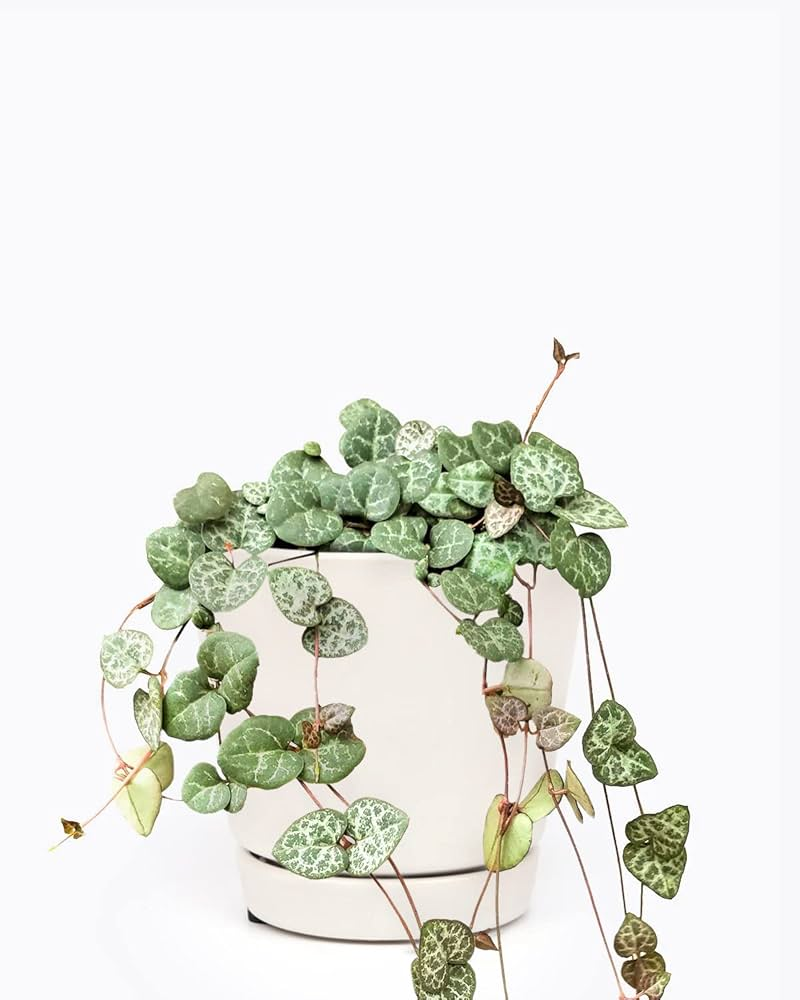 String of Hearts imagen 4