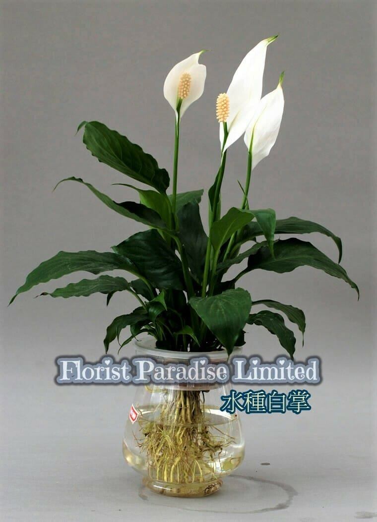 Peace Lily छवि 3