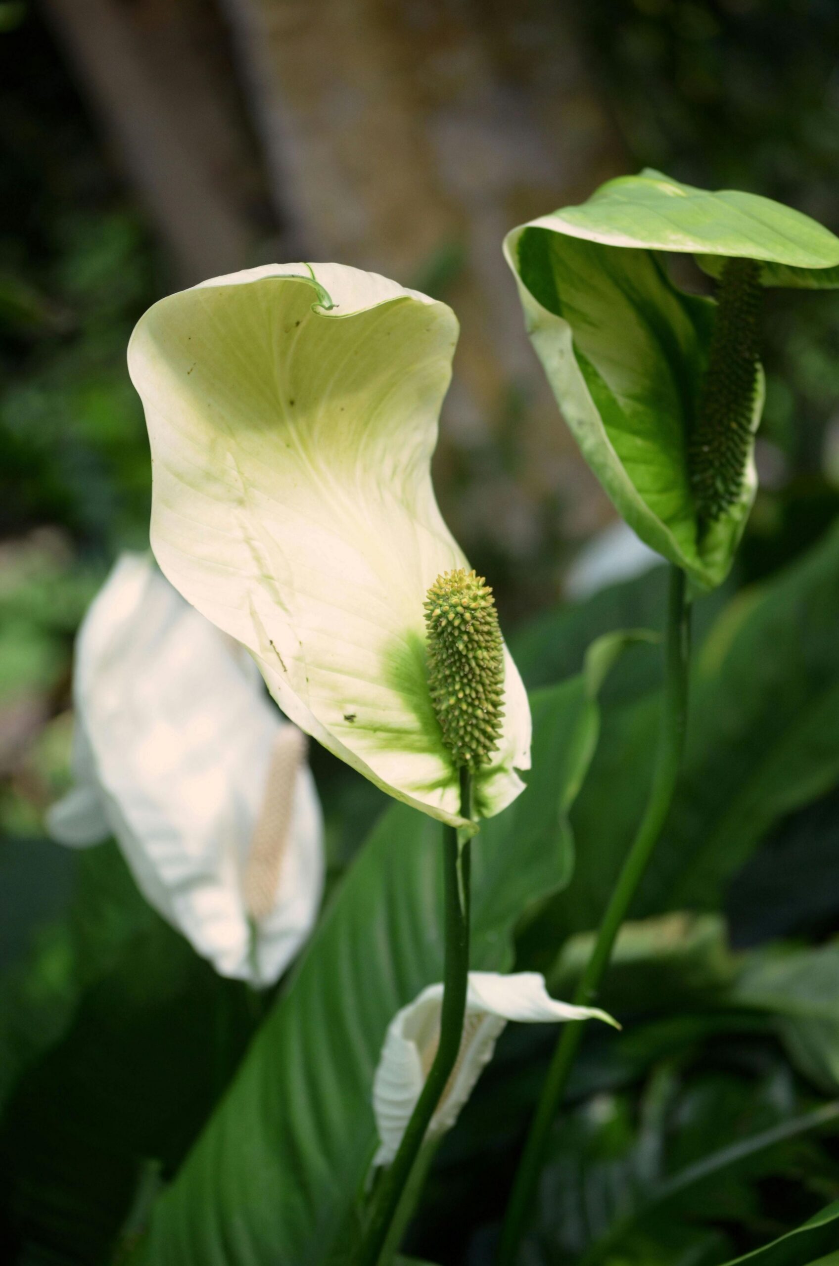 Peace Lily छवि 4