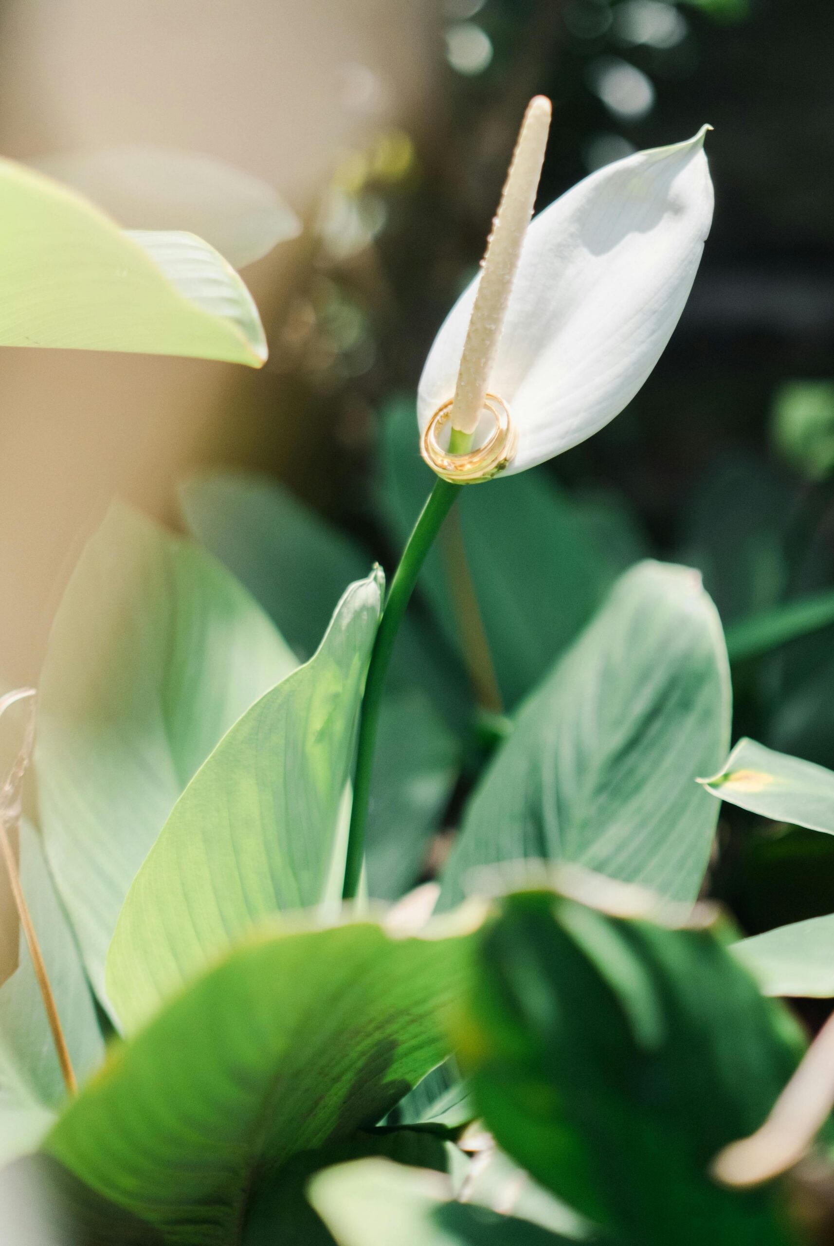 Peace Lily छवि 6