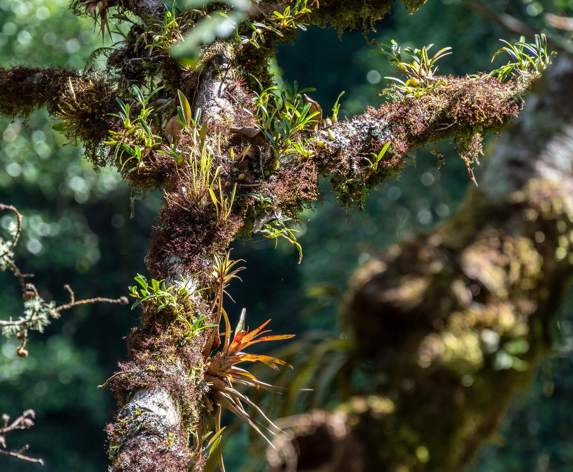 ಮರಗಳ ಮೇಲೆ ಇರುವ ಎಪಿಫೈಟಿಕ್ ಸಸ್ಯಗಳು