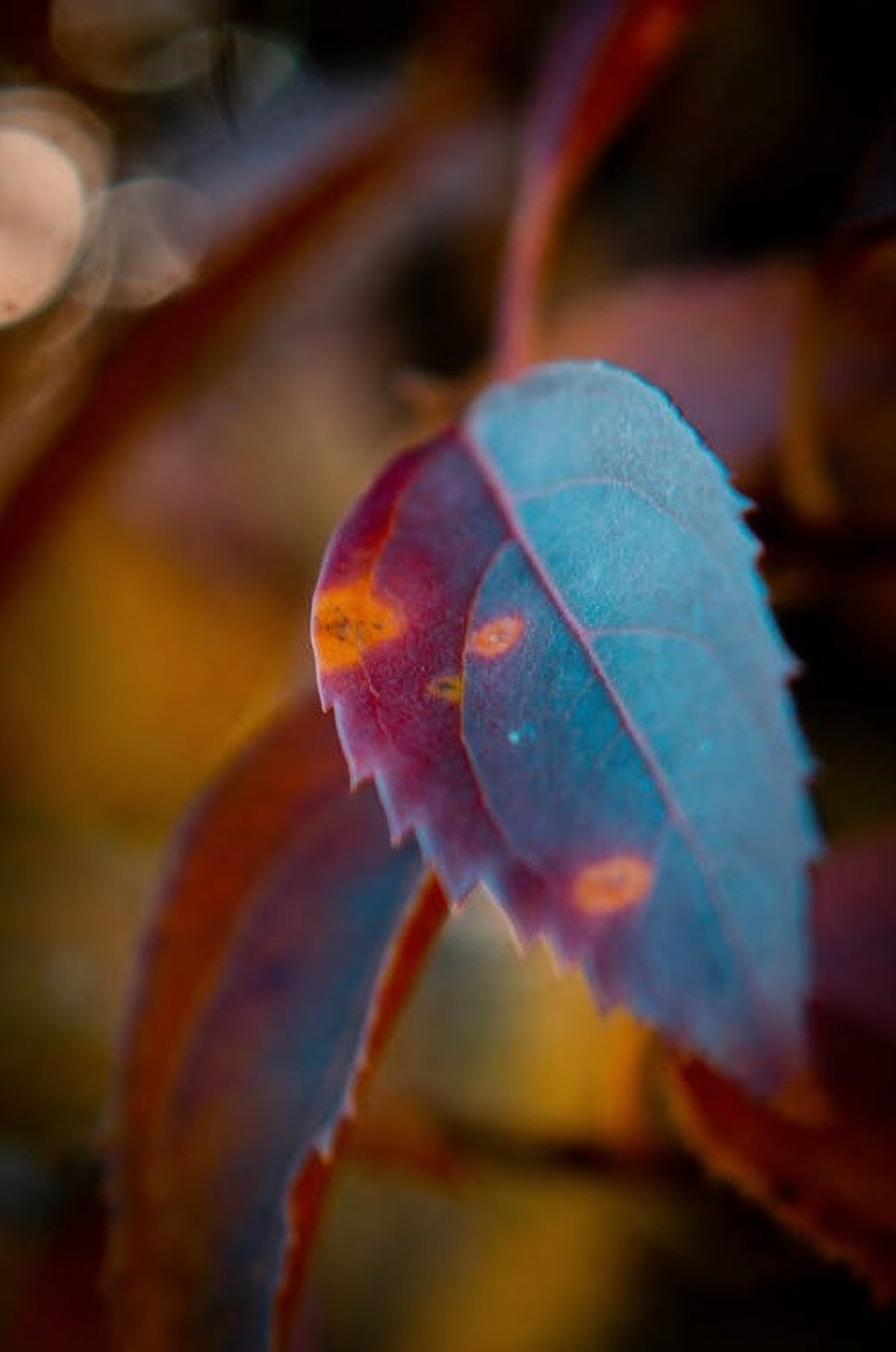वनस्पतीवर लीफ स्पॉट रोग