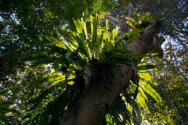 나무에서 테라리움까지: 새둥지고사리의 매혹적인 여정