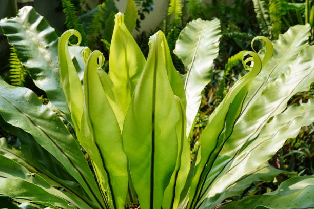 کھلتے راز: برڈز نیسٹ فرن کے دلچسپ حقائق