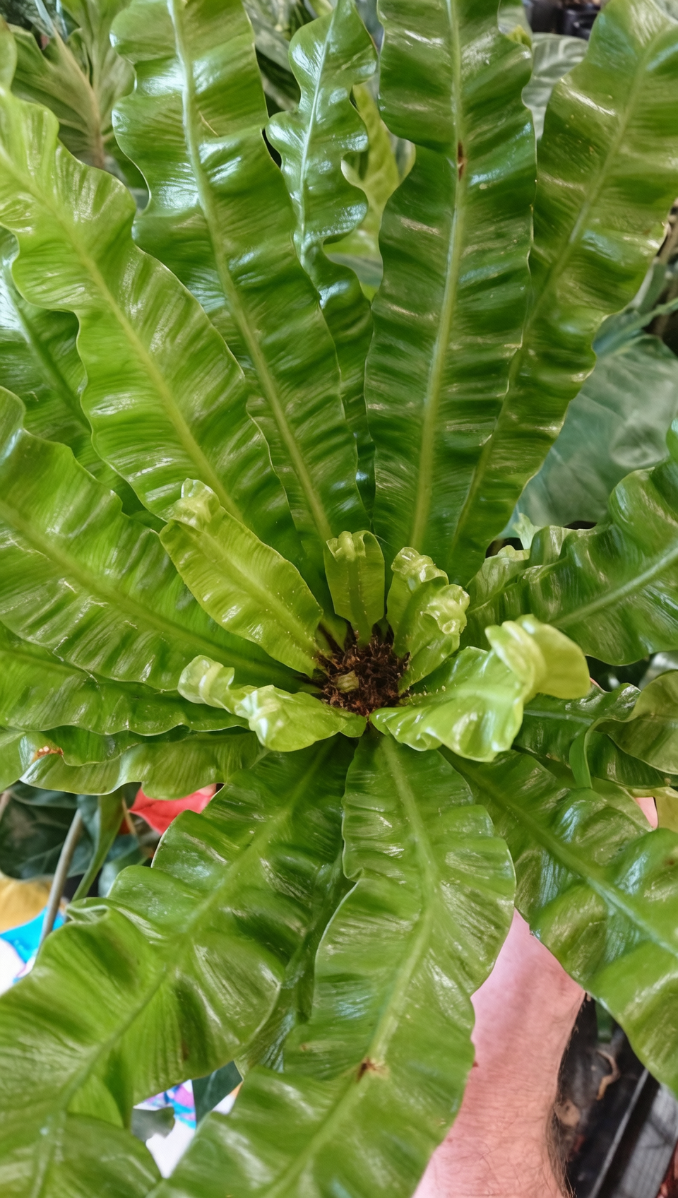 Frondes del helecho nido de ave