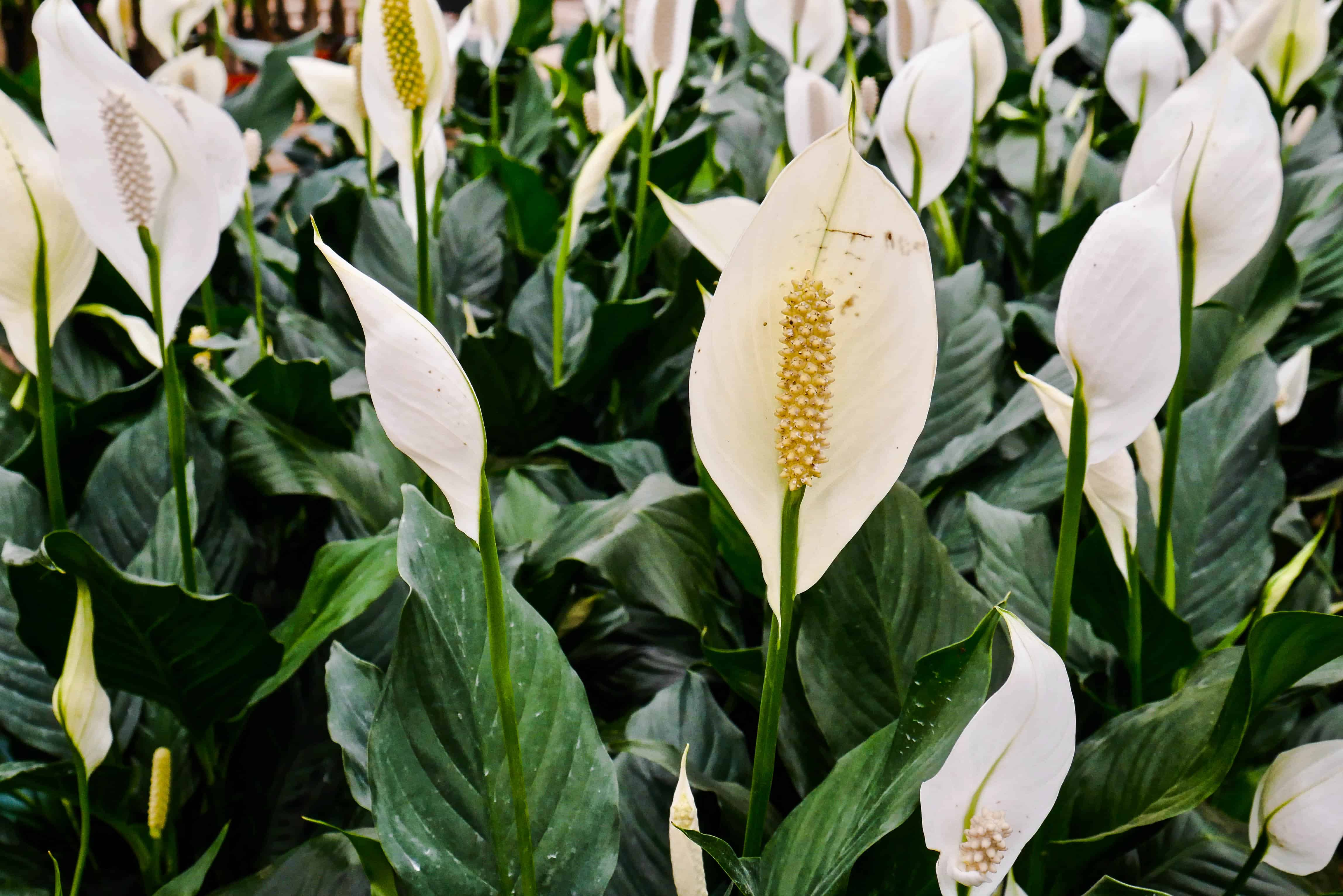 peace lily white flowers close-up