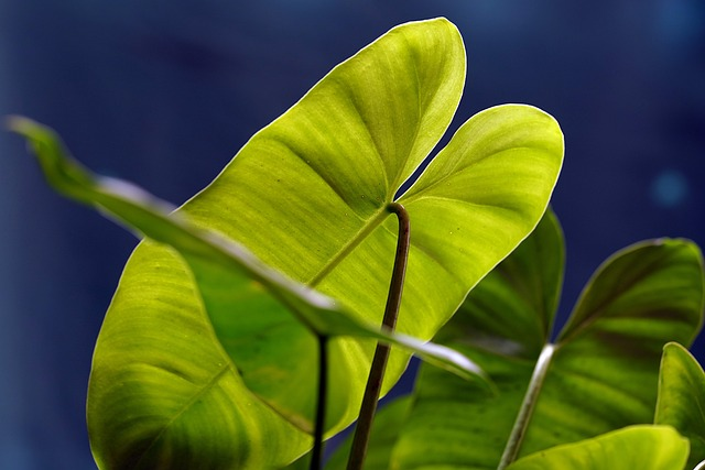 alocasia large leaves indoor
