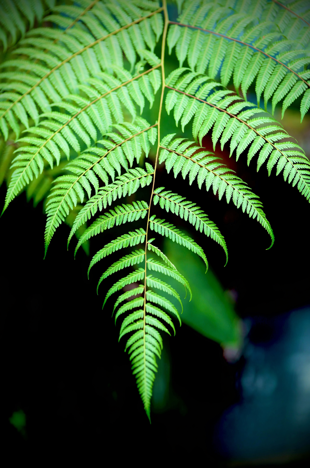 maidenhair fern delicate leaves