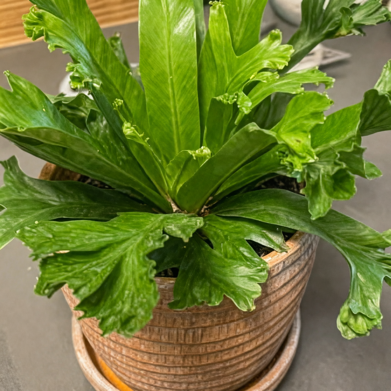 Cuidados del helecho nido de ave