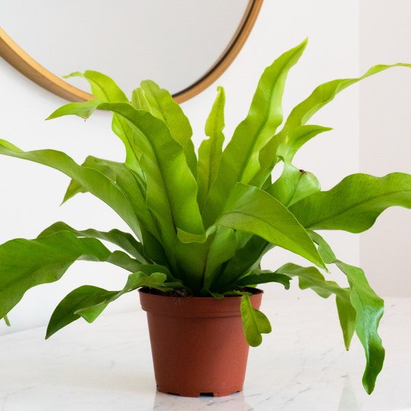 பேர்ட்ஸ் நேஸ்ட் ஃபெர்ன் பரிசு வீடு