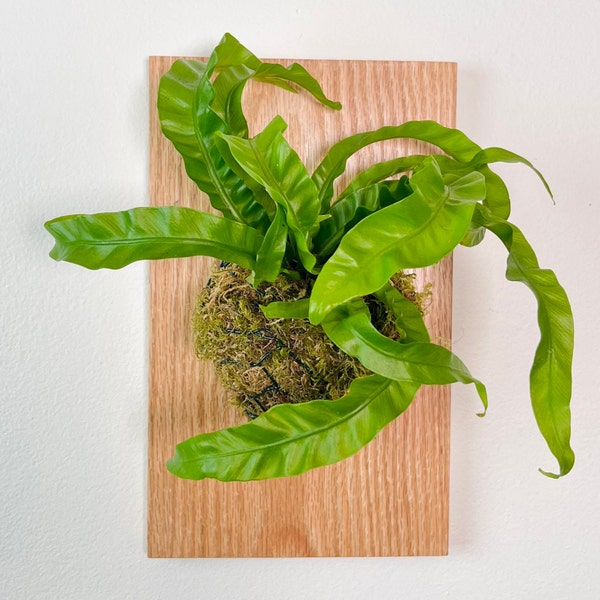 Arredo con felce nido d'uccello