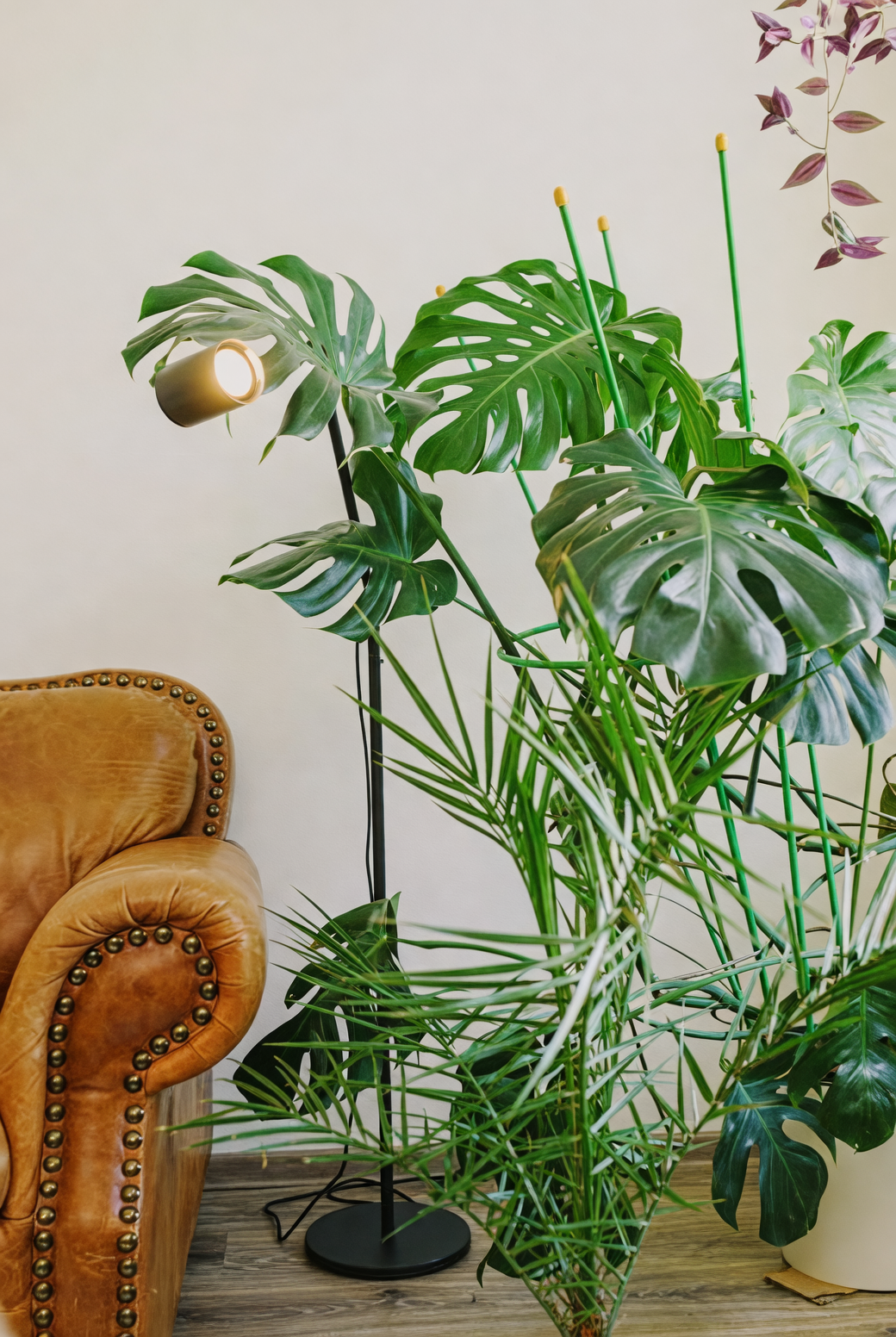 Monstera deliciosa pot indoor