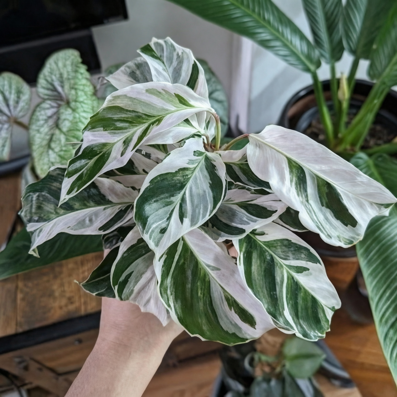 Calathea indoor plant