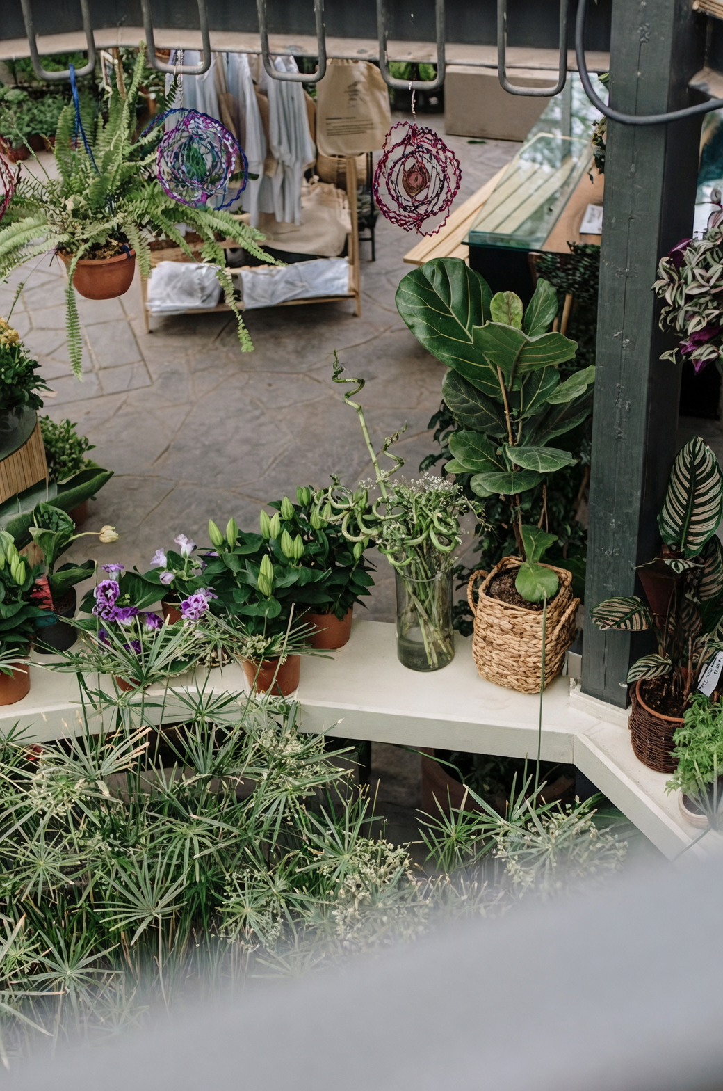 Bromeliads indoor plant