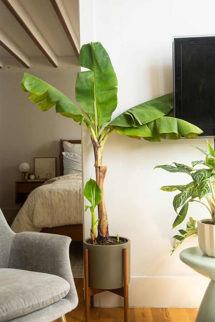 Banana plant indoor