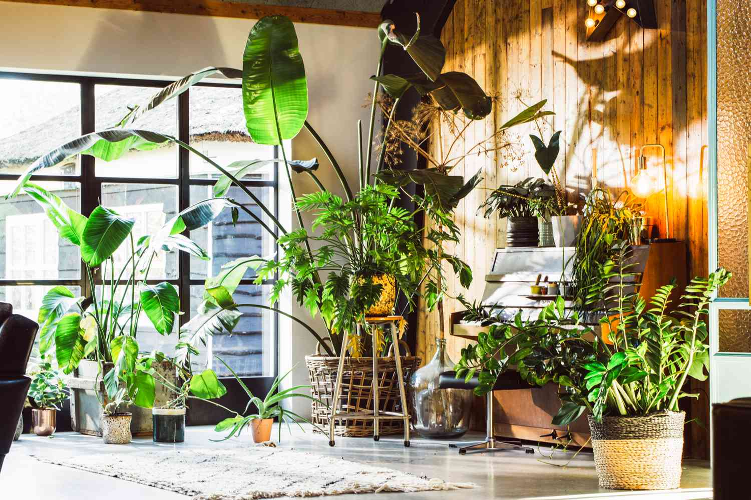明るい間接光で育つ観葉植物