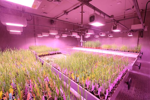 室内の植物用照明