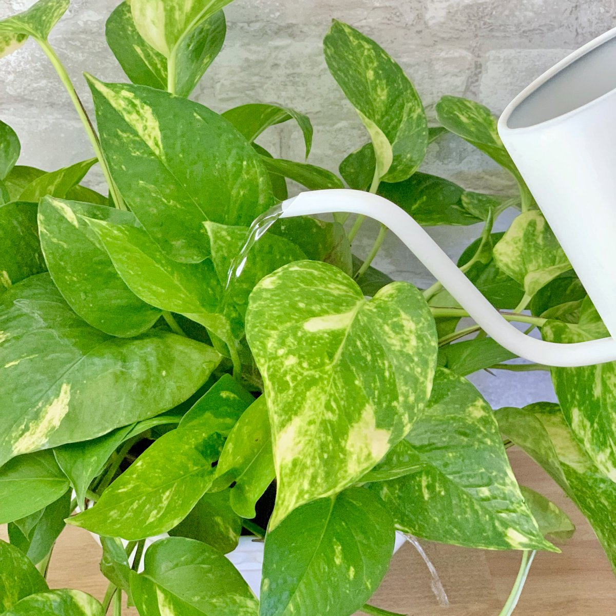 watering pothos plant