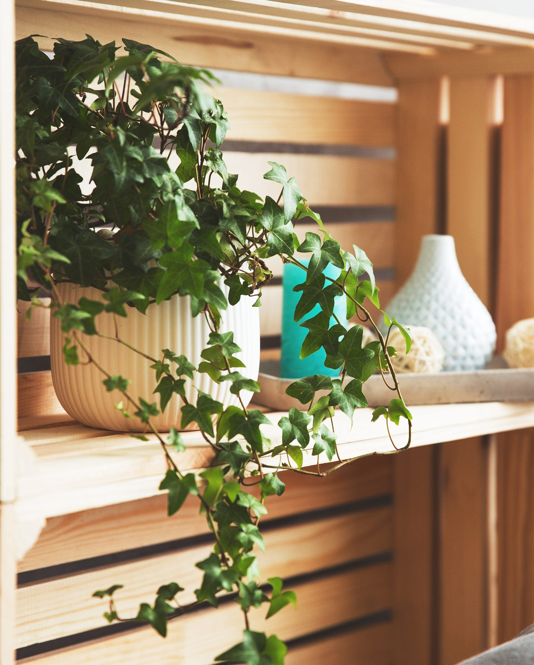 air purifying houseplant