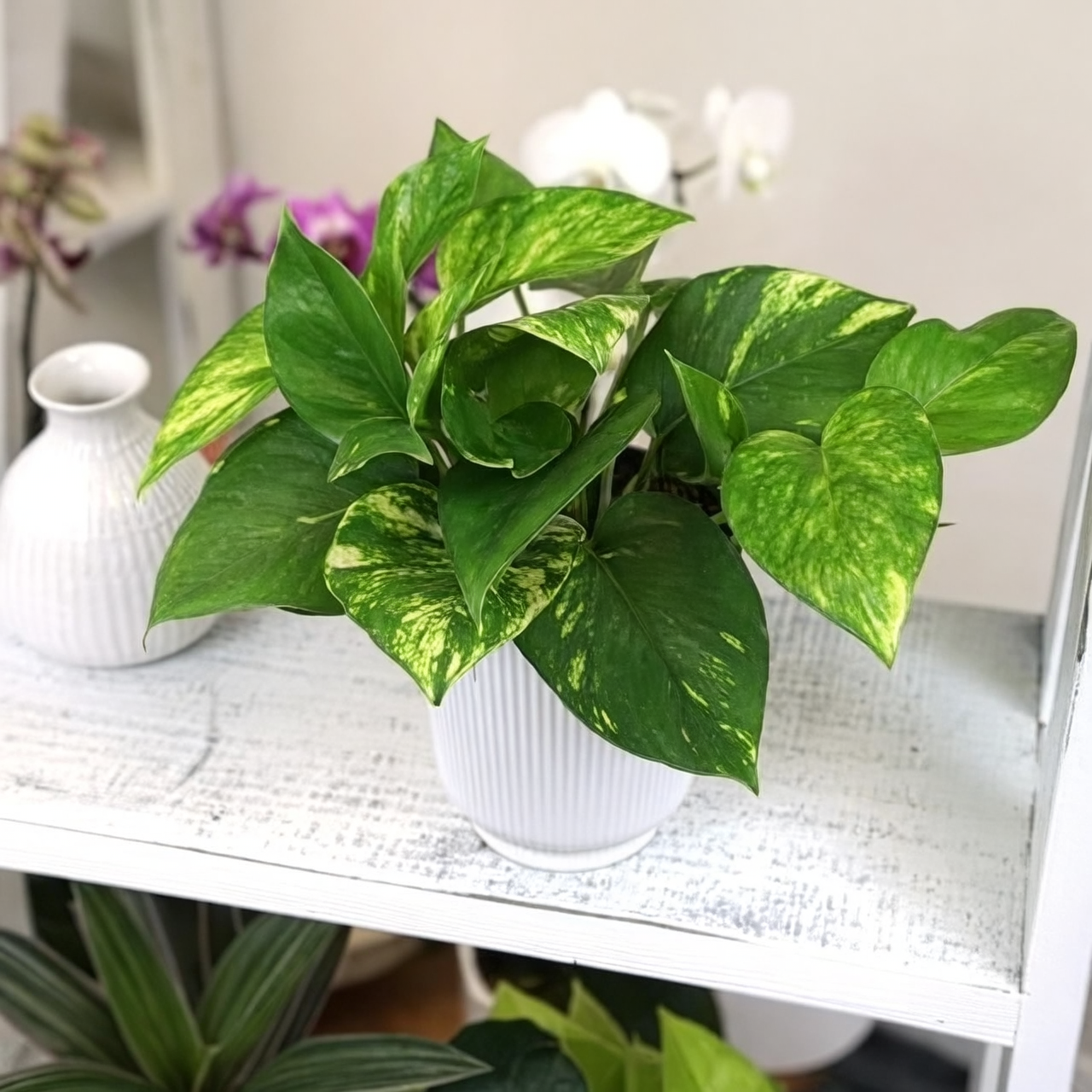 pothos plant home decor