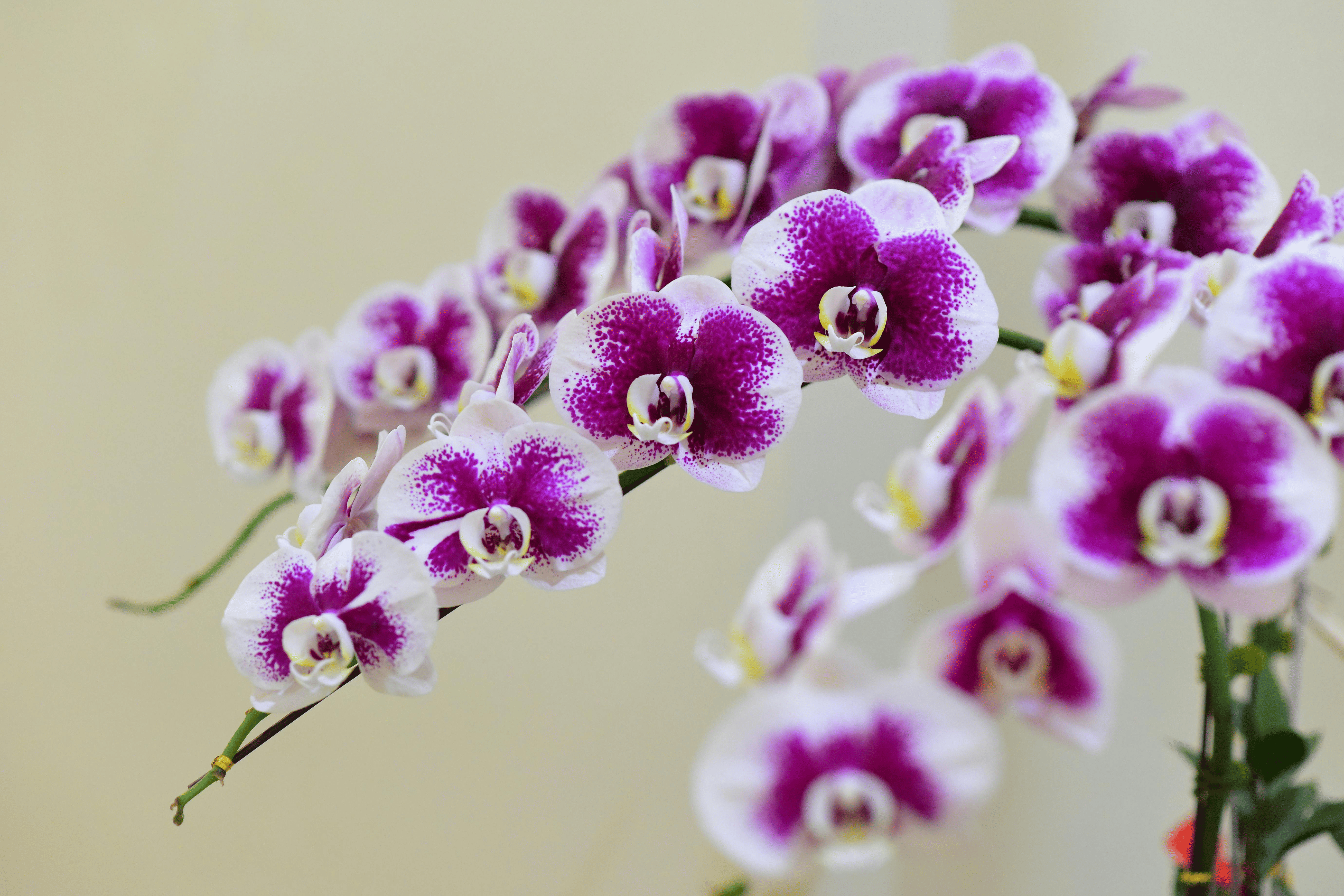 ਘਰ ਦੇ ਅੰਦਰ Phalaenopsis ਆਰਕਿਡ ਦੀ ਨਮਾਇਸ਼