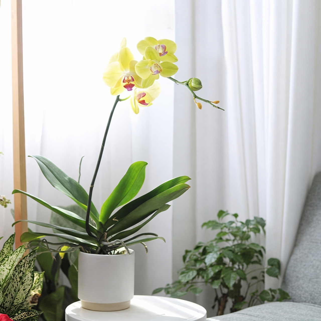 Phalaenopsis ਆਰਕਿਡ ਨੂੰ ਪਾਣੀ ਦੇਣਾ