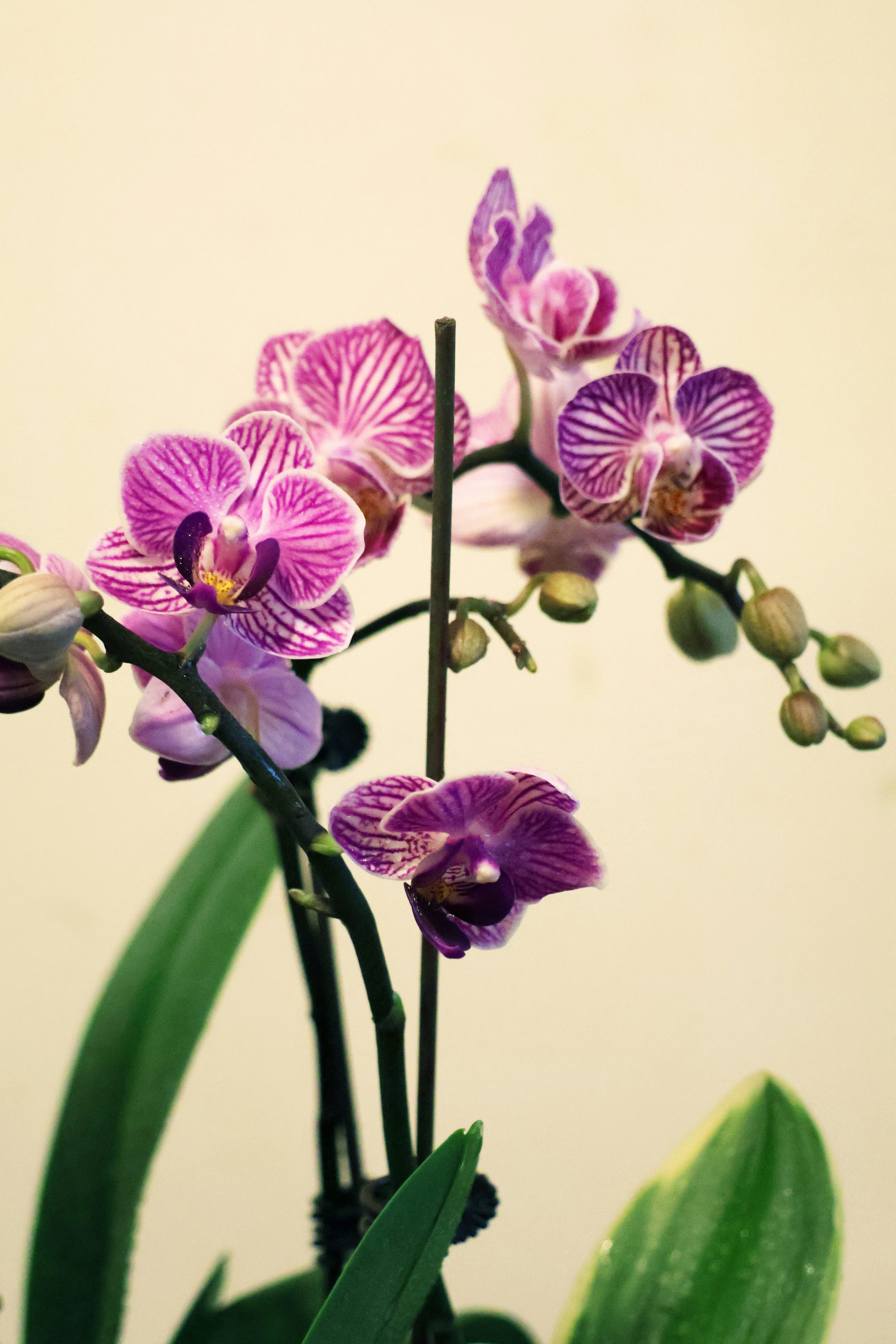 De taal van orchideeën: het onthullen van de symbolische betekenis van de vlinderorchidee
