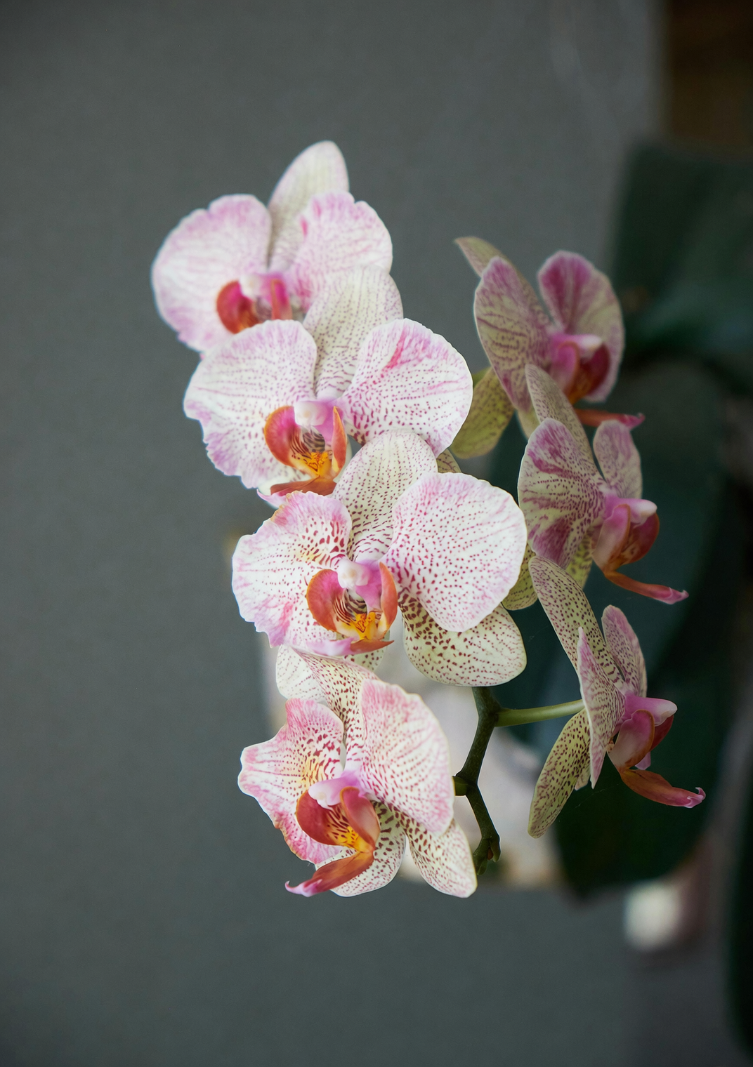 roze Phalaenopsis-orchidee boeket