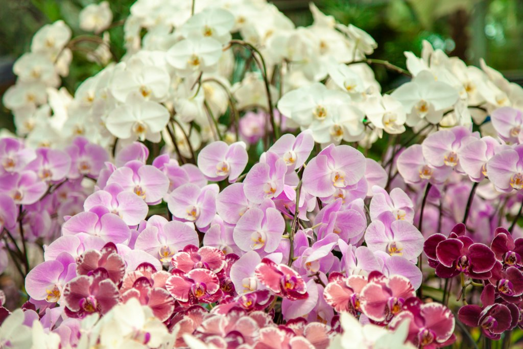 iba't ibang kulay ng phalaenopsis orchid