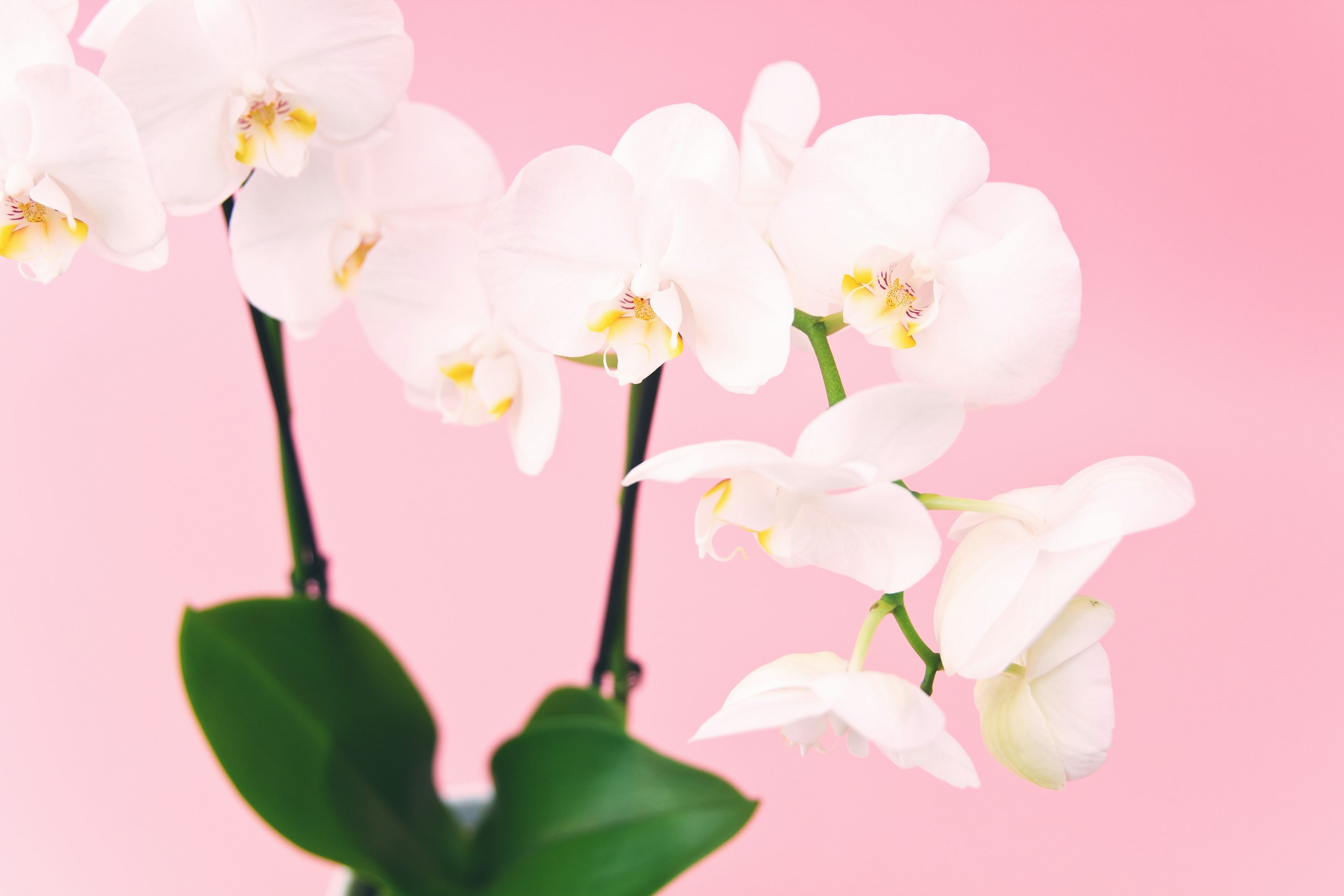minimalistang dekorasyon na may phalaenopsis orchid
