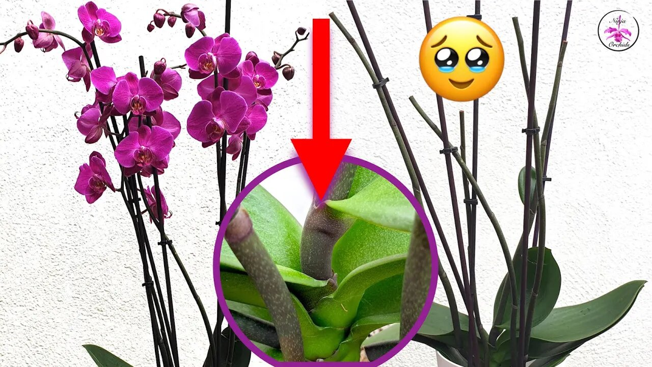 花茎にできたPhalaenopsis（コチョウラン）のケイキ