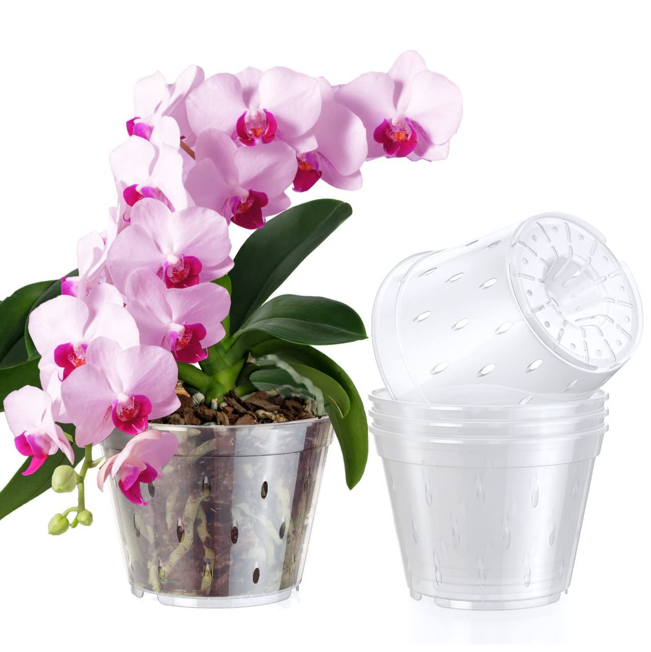 phalaenopsis orkide şeffaf saksı kökler