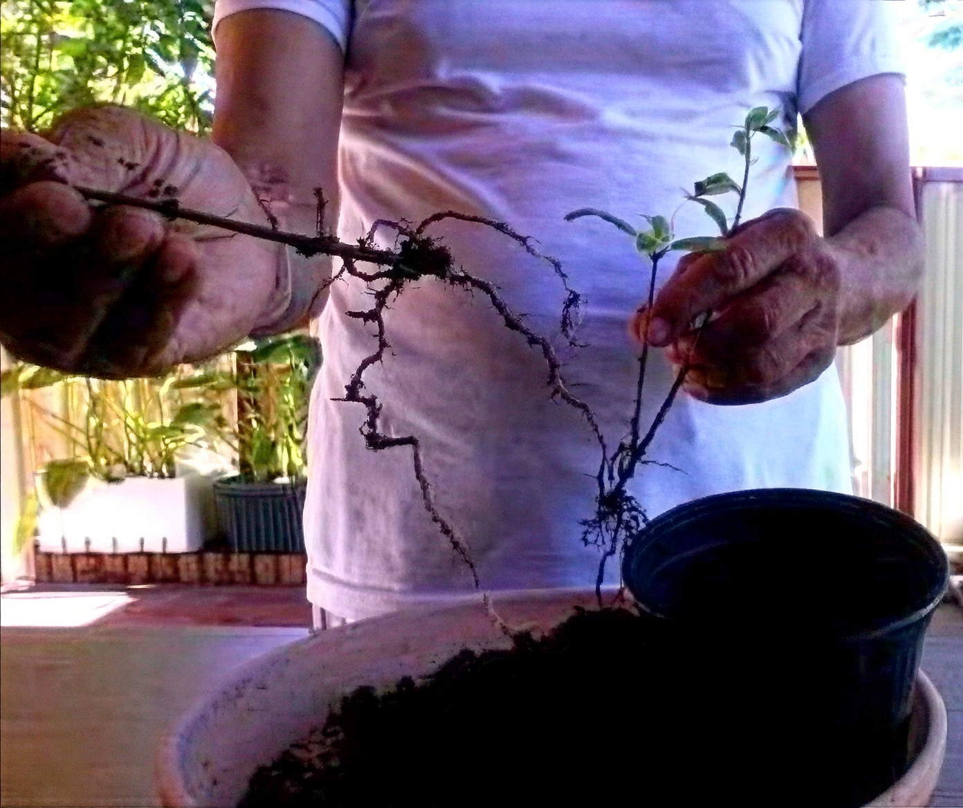 pomegranate cuttings preparation