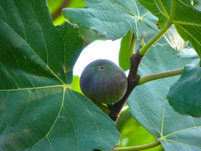 ಕಿಟಕಿಯ ಬಳಿಯಲ್ಲಿ ಸೂರ್ಯಕಿರಣದ ನಲ್ಲಿ ವೀಪಿಂಗ್ ಫಿಗ್