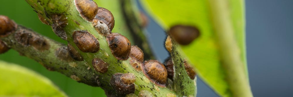 ಸಸ್ಯ ಕೊಂಬೆಯ ಮೇಲೆ ಸ್ಕೇಲ್ ಕೀಟಗಳು