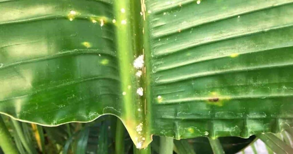 ಸಸ್ಯದ ಎಲೆಗಳ ಮೇಲೆ ಮೀಲಿಬಗ್ಸ್