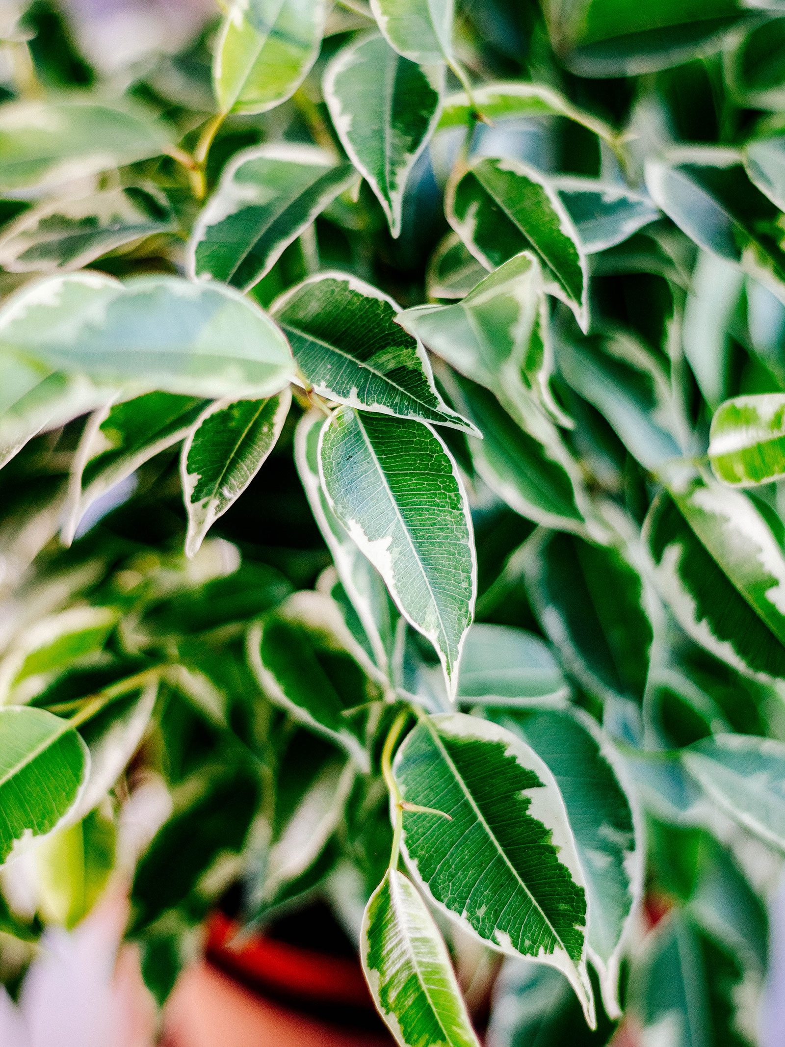 ವೀಪಿಂಗ್ ಫಿಗ್ ಎಲೆ ಹತ್ತಿರದ ದೃಶ್ಯ
