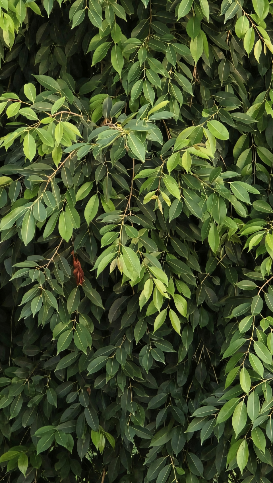 ಸಾರ್ವಜನಿಕ ಹಮ್ಮಿಕೆಯಲ್ಲಿ ವೀಪಿಂಗ್ ಫಿಗ್
