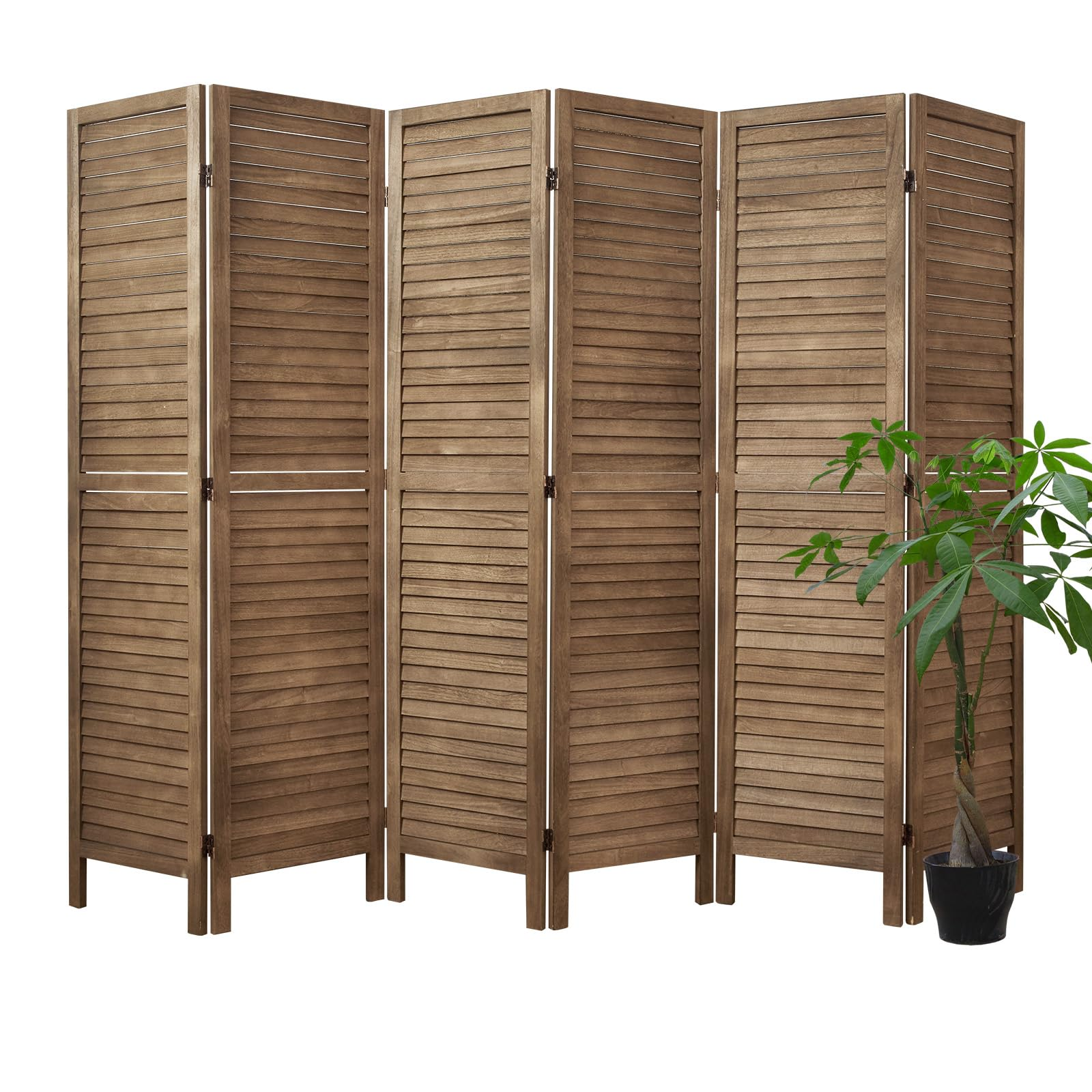 weeping fig office divider