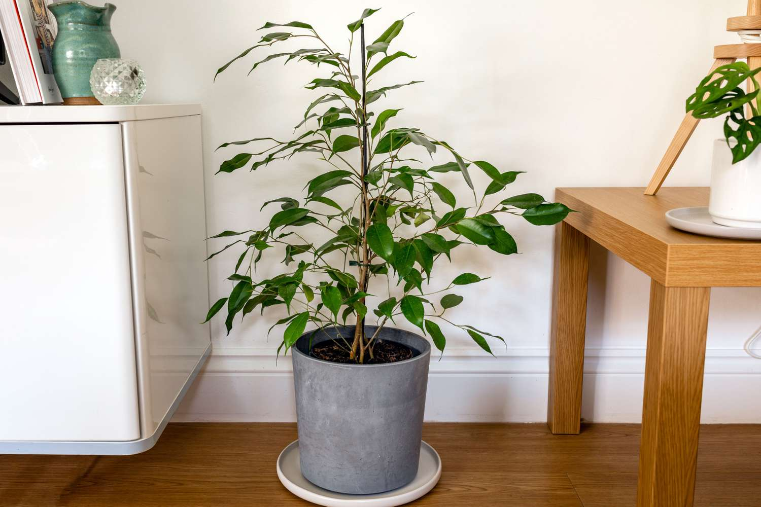 weeping fig air purification