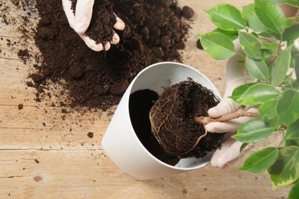 weeping fig pruning gloves